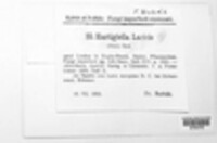 Rhabdocline laricis image